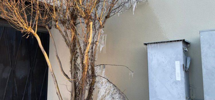 Calles congeladas y árboles cubiertos de hielo por el frente ártico en San Antonio