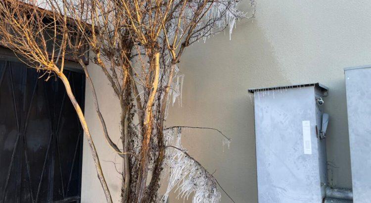 Calles congeladas y árboles cubiertos de hielo por el frente ártico en San Antonio