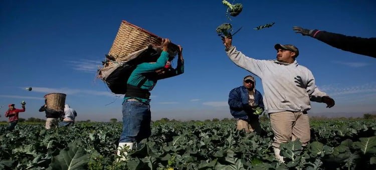 Migrantes en EU contribuyen con el 8% del PIB estadounidense