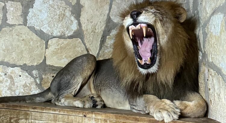 El zoológico de San Antonio ofrece demostraciones de alimentación de carnívoros