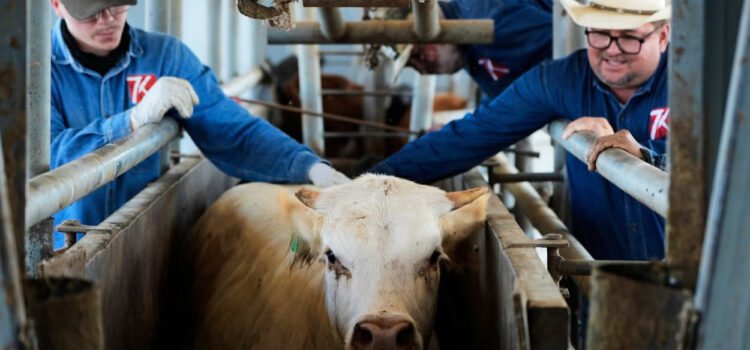 EEUU construirá fábrica de moscas en Texas para combatir al gusano barrenador