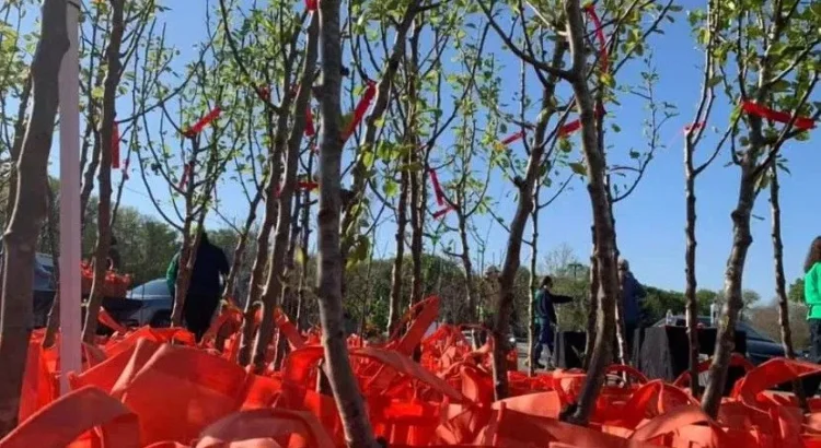 El Departamento de Parques y Recreación de San Antonio regalará 1200 árboles frutales El Departamento de Parques y Recreación de San Antonio regalará 1200 árboles frutales