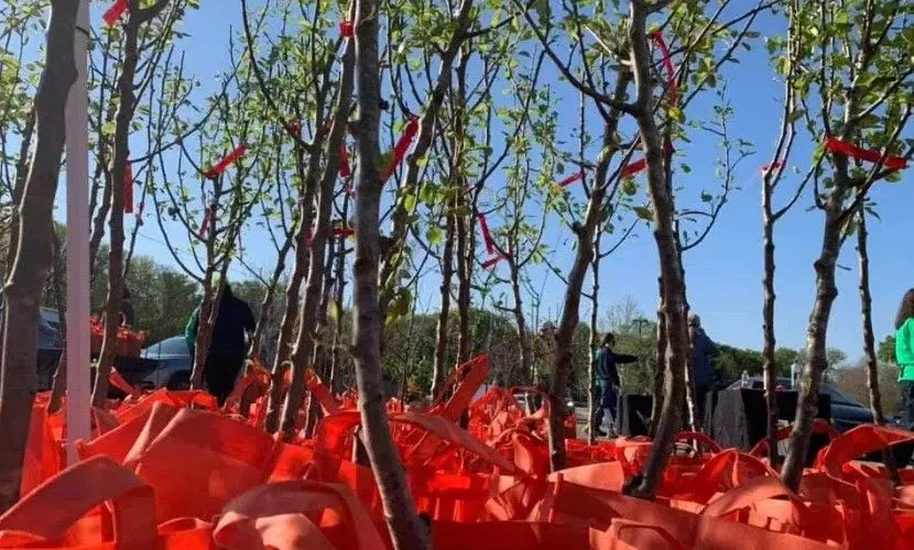 El Departamento de Parques y Recreación de San Antonio regalará 1200 árboles frutales