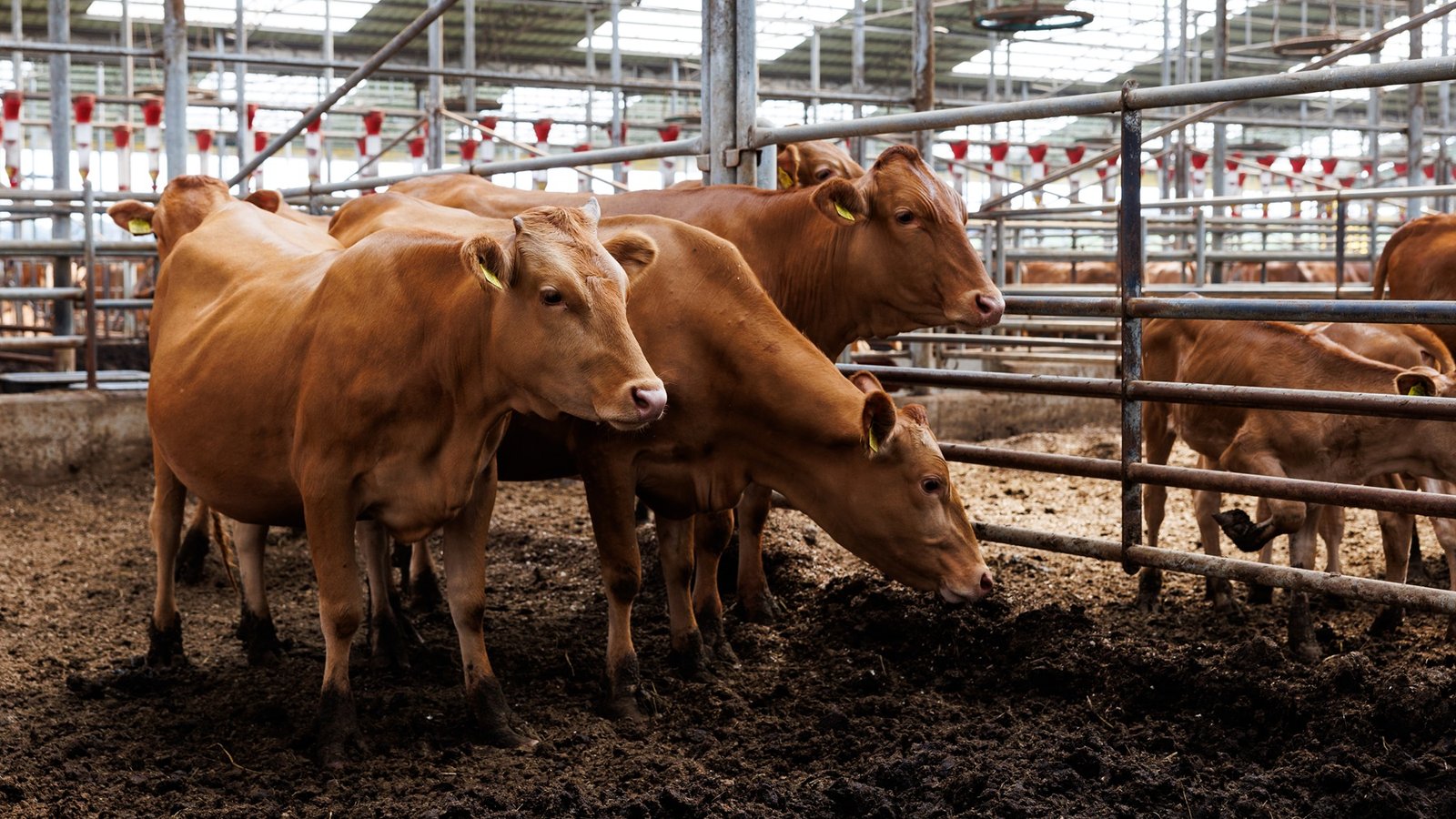 El ganado vacuno de Texas indica precios más altos para productores y consumidores