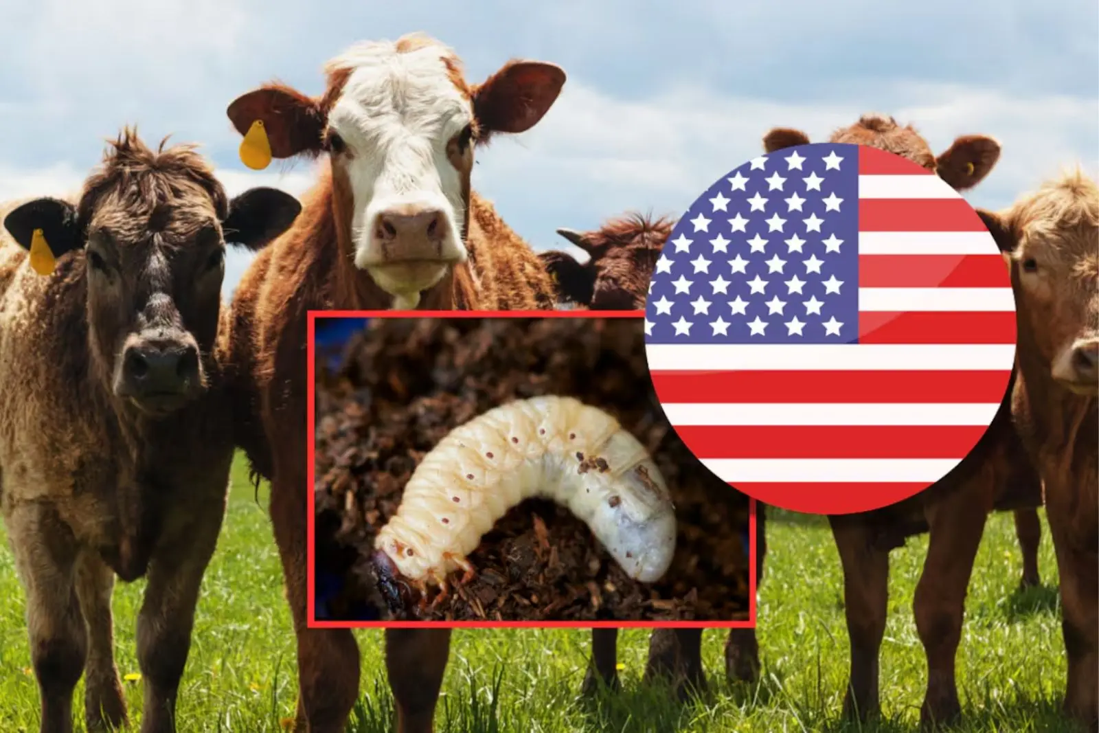 Confirma EU caso de gusano barrenador en Texas